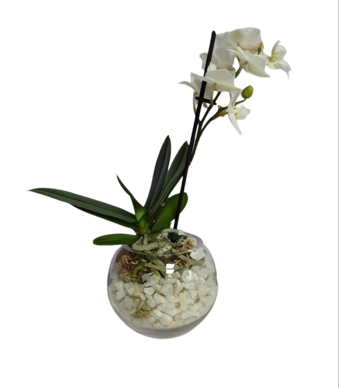 Mini Orquidea en pecera